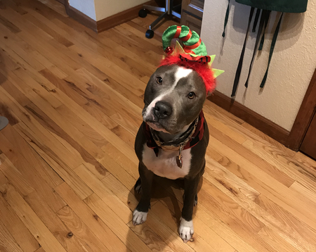 Entry image for Archie. Clicking this image will show a larger photo