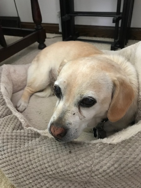 Entry image for Leo. Clicking this image will show a larger photo