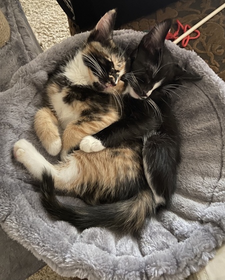 Entry image for Buttercup & Felix (aka Moxie & Betelgeuse). Clicking this image will show a larger photo