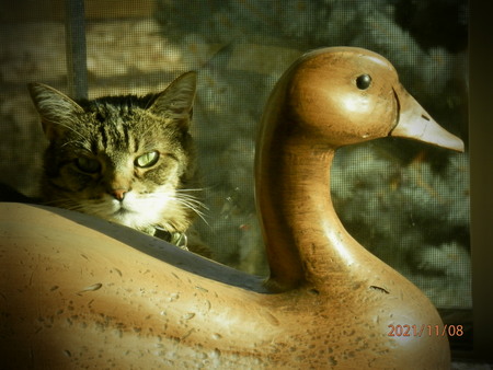 Entry image for Maggie. Clicking this image will show a larger photo