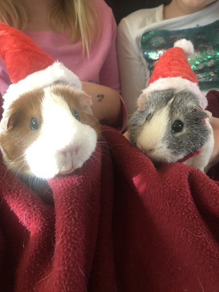 Entry image for Nugget and Ozzy. Clicking this image will show a larger photo