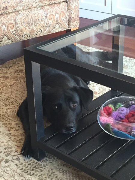 Entry image for Link. Clicking this image will show a larger photo