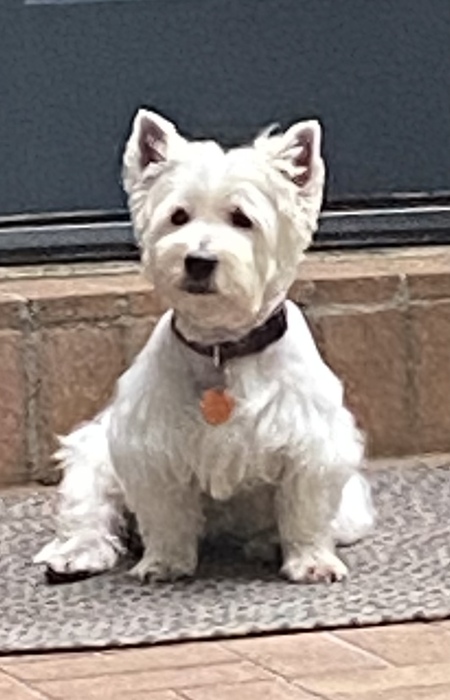 Entry image for Zoey. Clicking this image will show a larger photo