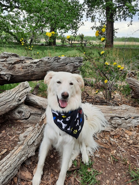 Entry image for gypsy rose. Clicking this image will show a larger photo