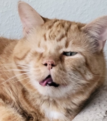 Entry image for Moe. Clicking this image will show a larger photo