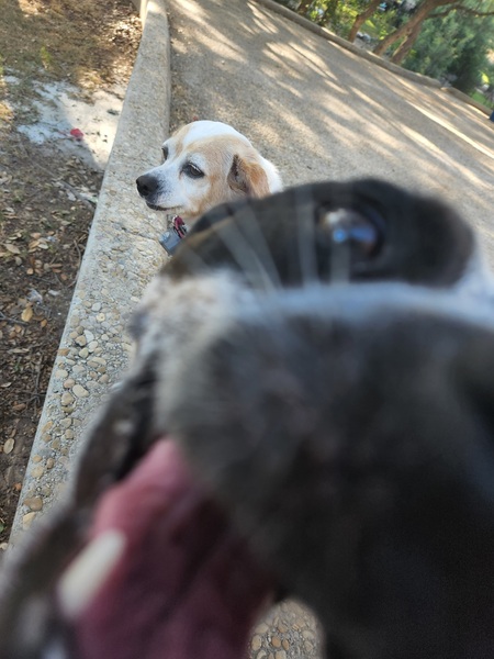 Tito up close. His annoyed sister Sadie in background