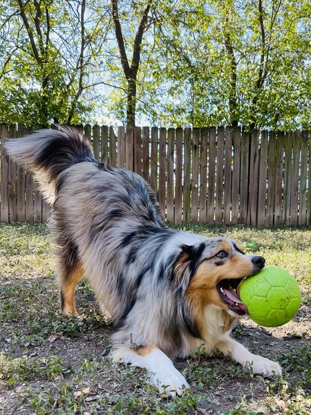 Murphy the Aussome Aussie