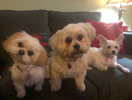 Zoe, Lola and Chica 