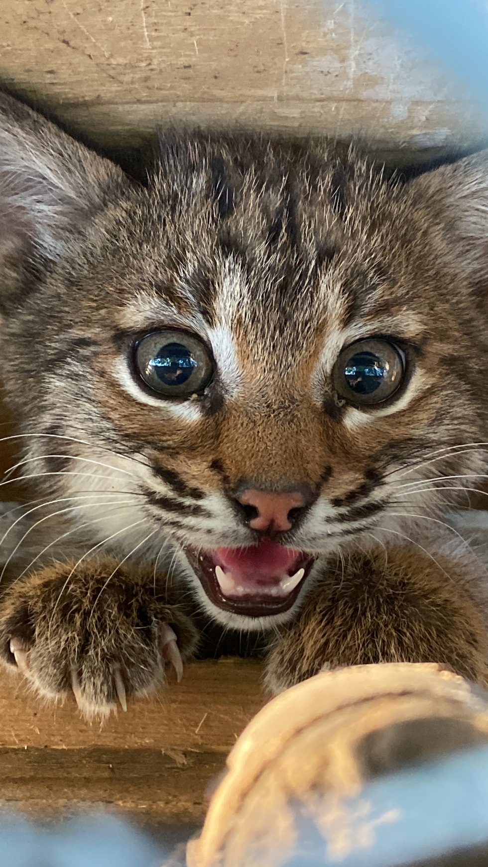 Vote for Bobcat Conservation Federation of Missouri Photo Contest