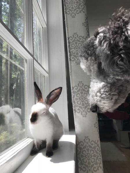 Everest + Luna