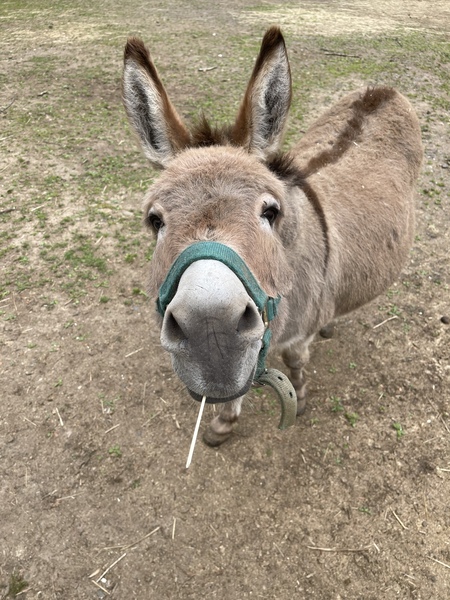 Eeyore