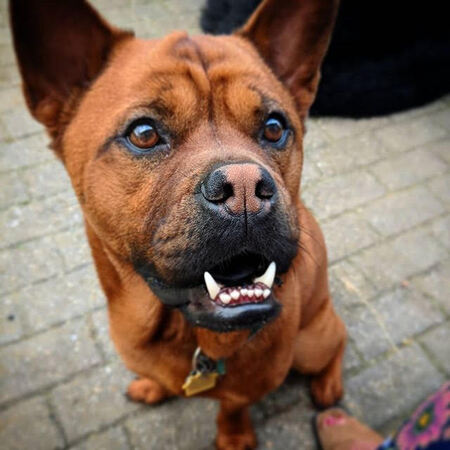 Vito