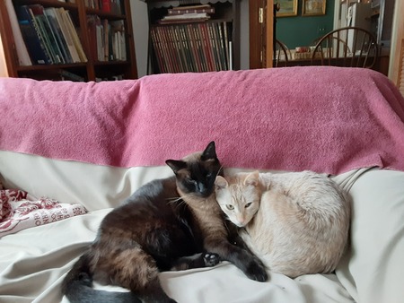 Champ and Koko