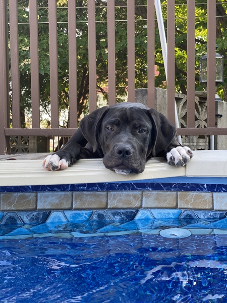 Duke