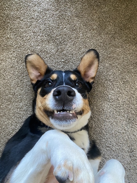 Gunner 