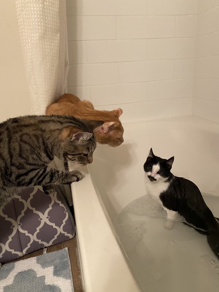 Persephone, Prescott, and Oak