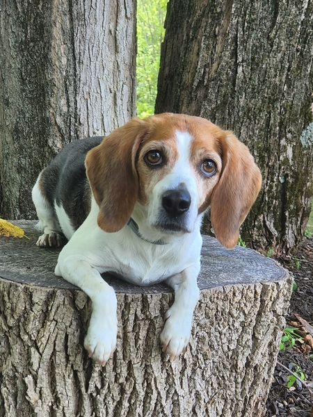 Abby