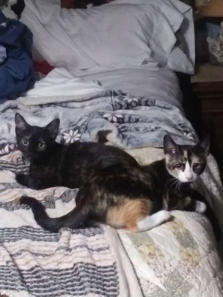 Patches & Mystic