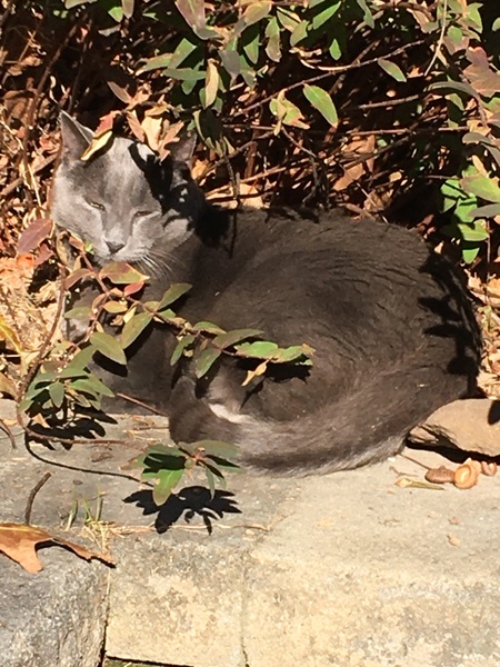 Kitty