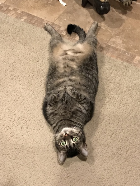 Rascal