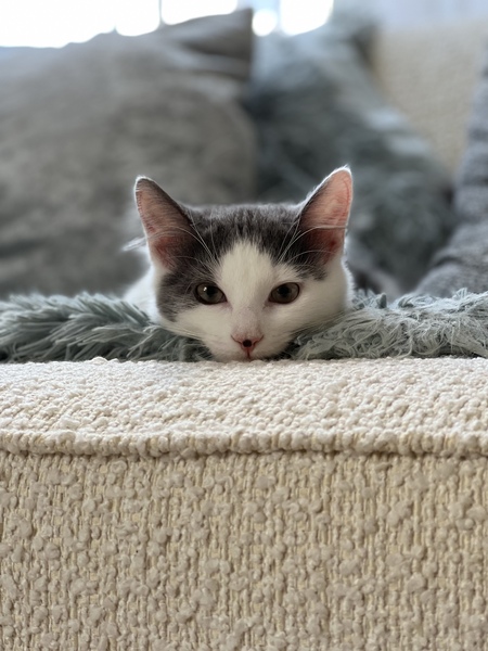 Gracie 