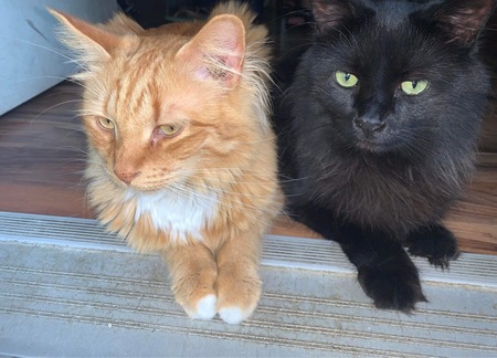 King&Bear