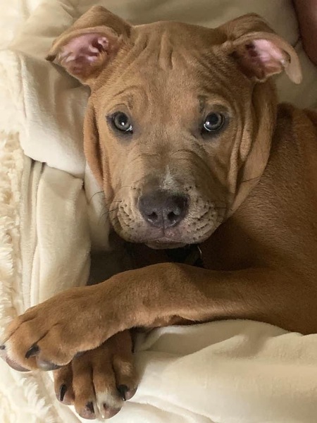 Gus