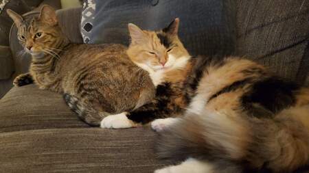 Amidala & Callie The 3 legged sisters