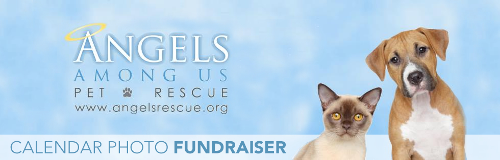 About Angels Among Us Pet Rescue Angels Rescue Calendar Photo Fundraiser