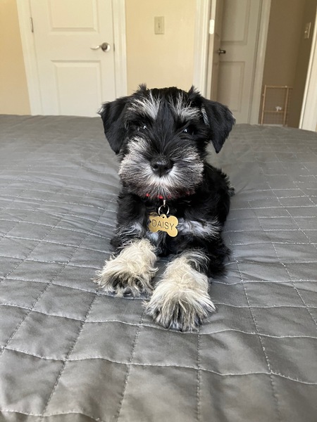 Daisy