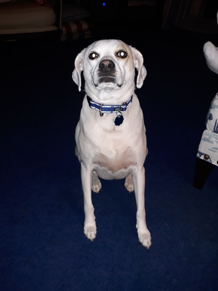 Dixie