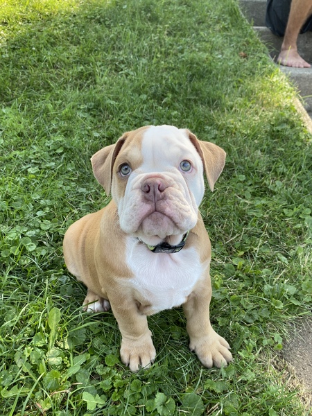Sully