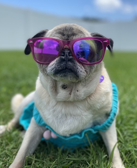 Olive (aka “Meatball”)