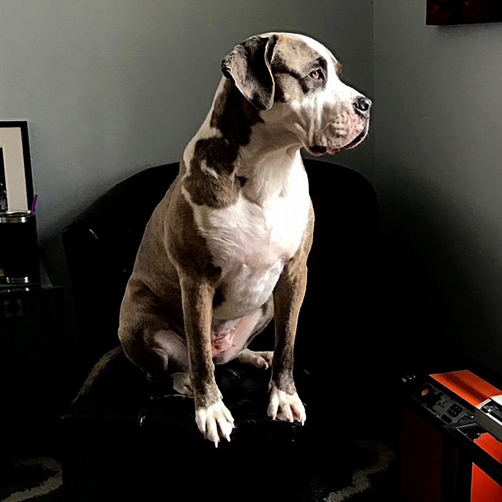 vote-for-zz-pet-haven-pin-ups-2023-calendar