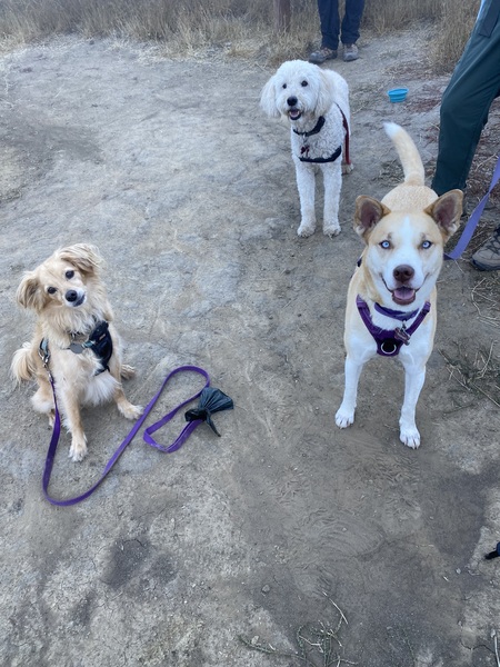 Sunny, Buster and Lulu