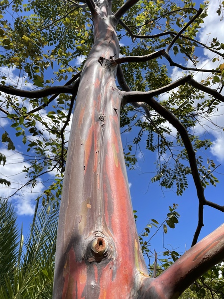 Rainbow Eucalyptus/ Delyne Anderson