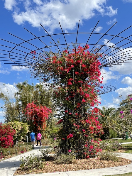 Bougainvillea in Bloom/Delyne Anderson