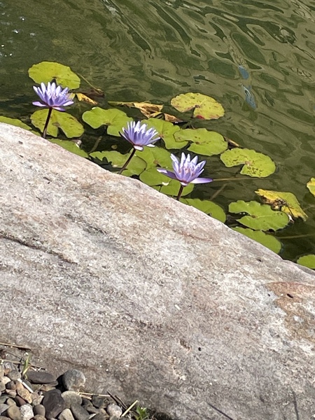 Water lilies and koi/ Delyne Anderson