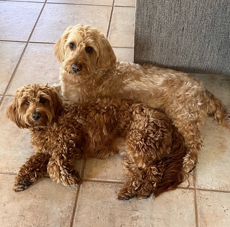 Teddy and Frankie 