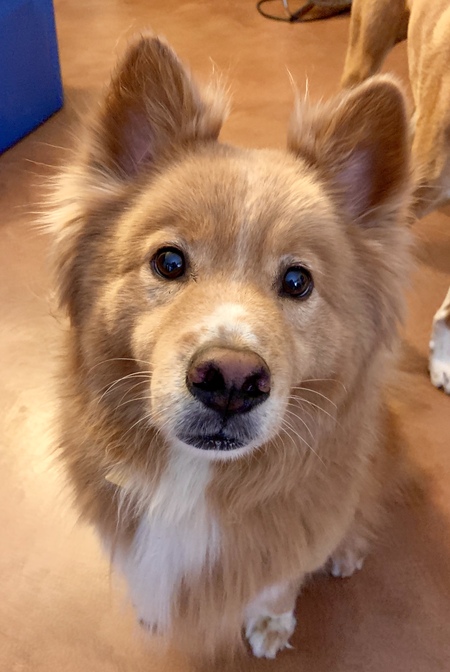 Sammy