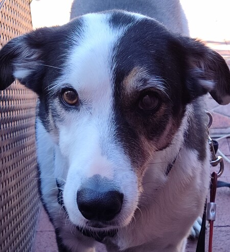 Pepper