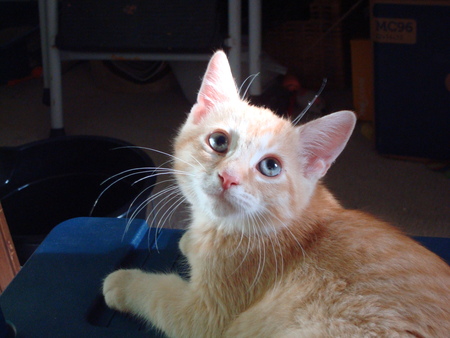 Cheddar