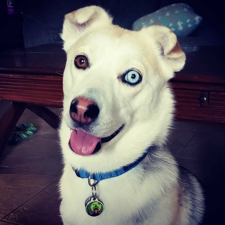 Ziggy 