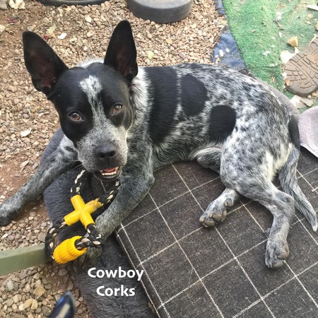  Tobin aka Cowboy Corks 