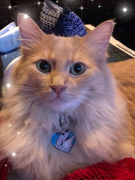 Simba