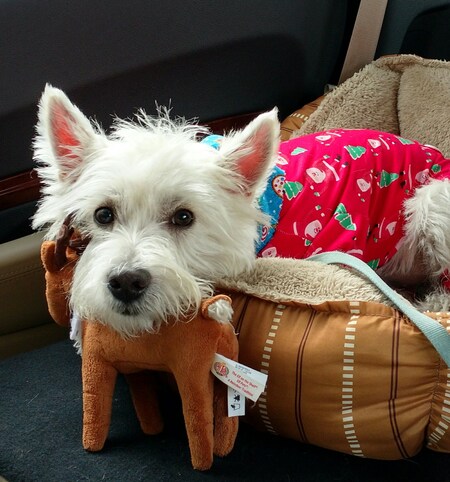 Scottie