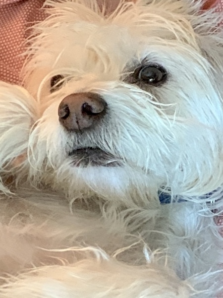 Teddy