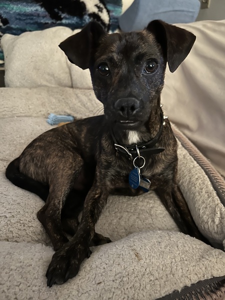 Buddy