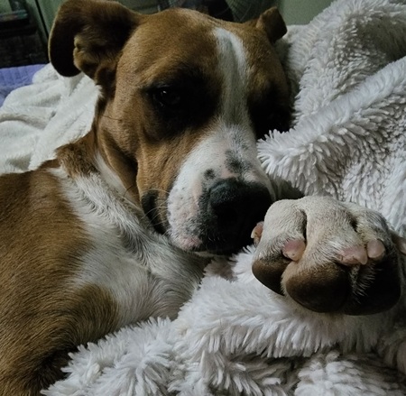 Besos