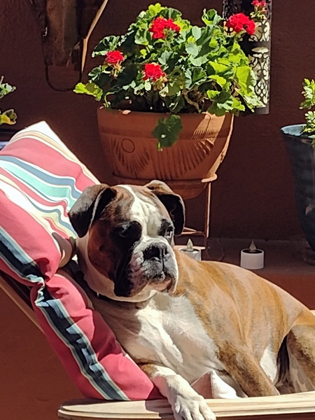Koko